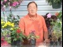 Çiçekli Bitkiler Büyüyen: Buddy Mor Gomphrena Bitki Yetiştirme Resim 4
