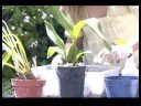 İç Ve Dış Saksı Bitkileri: Nasıl Orkide Pot Resim 4