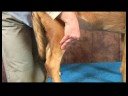 Köpek Ayak Bileği Artrit İçin Akupunktur : Ayak Bileği Artrit İçin Köpek Akupunktur: Akış Dağıtmak  Resim 4