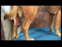Köpek Ayak Bileği Artrit İçin Akupunktur : Ayak Bileği Artrit İçin Köpek Akupunktur: Kalıntılar Höyük  Resim 4