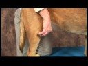 Köpek Diz Artrit İçin Akupunktur : Diz Artrit İçin Köpek Akupunktur: Diz Göz  Resim 4