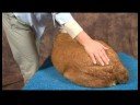 Köpek Diz Artrit İçin Akupunktur : Diz Artrit İçin Köpek Masaj: Mesane Meridian Resim 4