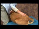 Köpek Diz Artrit İçin Akupunktur : Diz Artrit İçin Köpek Masaj: Sakrum Resim 4