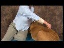 Köpek Diz Artrit İçin Akupunktur : Köpek Diz Artrit İçin Akupunktur: Böbrek İçi Boş Resim 4