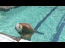 Nasıl Yüzmek İçin: Nasıl Yapılır Flip-Turn Yüzme Freestyle