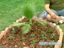 Bitki Köşesi Bir Bahçe : Palmiye Ağaçları Korumayla İlgili İpuçları  Resim 4