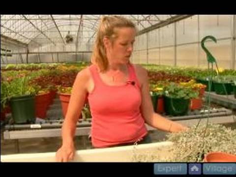 Ev Bitkileri Su Nasıl Yapılır : Az Sulanmış Bir Bitki Kurtarmak İçin Nasıl 
