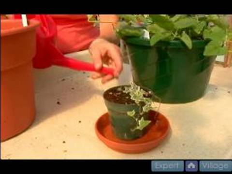 Ev Bitkileri Su Nasıl Yapılır : Doğru Bitkileri Su Nasıl  Resim 1