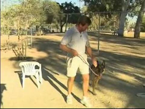 Hizmet Köpekler Yürümeyi Köpek Eğitim İpuçları Servisi :  Resim 1