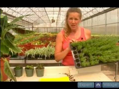 İpucu Kupürlerinden Ev Bitkileri Büyümeye Nasıl : İpucu Kupürlerinden Büyüyen Bitkiler Ev İçin Öneriler 