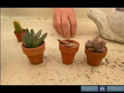 Kaktüs Büyümek Nasıl Yapılır Ve Etli Bitkiler : Kaktüs Gübreleyin Nasıl Ve Etli Bitkiler Resim 1