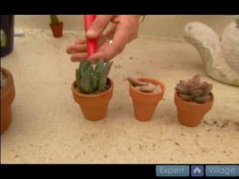 Kaktüs Büyümek Nasıl Yapılır Ve Etli Bitkiler : Kaktüs Suyu Nasıl Yapılır Ve Etli Bitkiler Resim 1