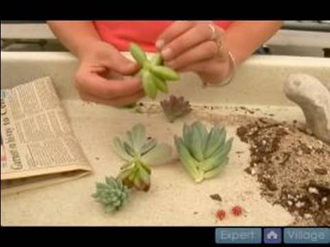 Kaktüs Ve Etli Bitki Yetiştirmeyi: Nasıl Lezzetli Bitki Kupürleri Kuru Resim 1