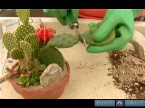 Kaktüs Ve Etli Bitkiler Büyümek Nasıl : Yayılma İçin Kaktüs Kesmek İçin Nasıl  Resim 1