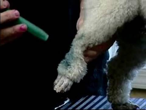 Nasıl Damat Ve Köpek Kürk Renk: Köpek Kürk Bir Darbe Kalem Marker İle Boyama Resim 1