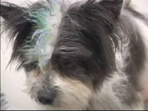 Yaratıcı Köpek Tımar : Köpek Mohawk Saç Kesimi İçin Saç Rengi 