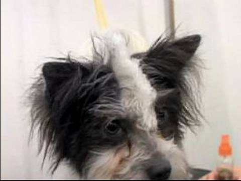 Yaratıcı Köpek Tımar : Köpek Mohawk Saç Kesimi İçin Saç Ürünleri 