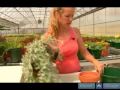 Ev Bitkileri Su Nasıl Yapılır : Başka Bir Alternatif Bir Bitki Kurtarmak İçin Nasıl 