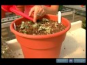 Ev Bitkileri Su Nasıl Yapılır : Doğru Bitkileri Su Nasıl 