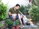 Gardenya Bitki Nasıl : Gardenya İçin Bahçe Malzemeleri 