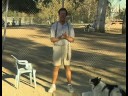 Hizmet Köpek Eğitim İpuçları : Köpek Eğitim Denetimli Ayrılık Öğrenmek Servisi  Resim 2