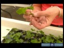 İpucu Kupürlerinden Ev Bitkileri Büyümeye Nasıl : Nasıl Ev Bitkileri İpucu Kupürlerinden Büyümek Kök 
