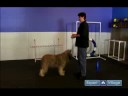 Nasıl Bir Köpek Yetiştirmek : Otur, Uzan İçin Köpek Down Ve Stand Öğretmek 