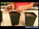 Nasıl İpucu Kupürlerinden Ev Bitkileri Büyümeye : İpucu Kupürlerinden Büyüyen Bitkiler Ev İçin Karışımı Çömlekçilik  Resim 2