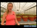 Nasıl İpucu Kupürlerinden Ev Bitkileri Büyümeye : Toprak Ucu Kupürlerinden Ev Bitkileri Büyümeye Hazırlanıyor 