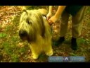 Senin Köpek Ormanda Yürüyüş: Senin Köpek Üstünde A Uzun Yürüyüş İçin Yiyecek Getiren