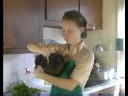 Ton Balığı Kedi Davranır Topları Oluşturmak İçin Nasıl & Ev Yapımı Kedi Yemek Yapmak Hizmet Etmek : 
