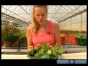 Ev Bitkileri Su Nasıl Yapılır : Ev Bitkileri İçin Toprak Doyurmak İçin Nasıl  Resim 3