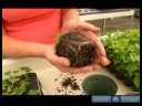 İpucu Kupürlerinden Ev Bitkileri Büyümeye Nasıl : Nasıl Ev Bitkileri İpucu Kupürlerinden Büyümek Kök  Resim 3