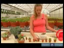 Kaktüs Büyümek Nasıl Yapılır Ve Etli Bitkiler : Kaktüs Gübreleyin Nasıl Ve Etli Bitkiler Resim 3