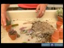 Kaktüs Ve Etli Bitki Yetiştirmeyi: Nasıl Etli Bitkiler Pot Resim 3