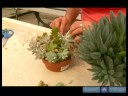 Kaktüs Ve Etli Bitkiler Büyümek Nasıl : Yayılma İçin Etli Bitkiler Kesmek İçin Nasıl  Resim 3