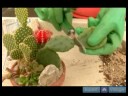 Kaktüs Ve Etli Bitkiler Büyümek Nasıl : Yayılma İçin Kaktüs Kesmek İçin Nasıl  Resim 3