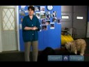 Nasıl İnsanlar Üzerinde Atlamak İçin Değil Köpek Eğitmek İçin Bir Köpek Eğitim  Resim 3