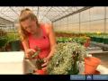 Ev Bitkileri Su Nasıl Yapılır : Başka Bir Alternatif Bir Bitki Kurtarmak İçin Nasıl  Resim 4
