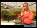 Ev Bitkileri Su Nasıl Yapılır : Başka Bir Alternatif Bir Bitki Tanımlamak İçin Nasıl  Resim 4