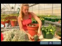 Ev Bitkileri Su Nasıl Yapılır : Doğru Bitkileri Su Nasıl  Resim 4