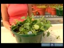Ev Bitkileri Su Nasıl Yapılır : Ev Bitkileri İçin Toprak Doyurmak İçin Nasıl  Resim 4