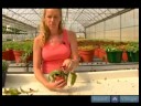 Ev Bitkileri Su Nasıl Yapılır : Evde Yaprak Yakmak Bitkiler Tanımlama Nasıl  Resim 4