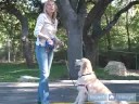 Golden Retriever Nasıl Tren : Uzan İçin Golden Retriever Köpek Öğretmek Nasıl  Resim 4