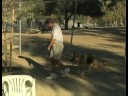 Hizmet Köpek Eğitim İpuçları : Köpek Eğitimi Kalabalık Yürümek Servisi  Resim 4