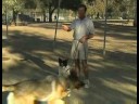 Hizmet Köpek Eğitim İpuçları : Köpek Eğitimi Yabancılar İçin Oturmak Servisi  Resim 4
