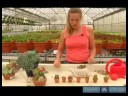 Kaktüs Büyümek Nasıl Yapılır Ve Etli Bitkiler : Kaktüs Suyu Nasıl Yapılır Ve Etli Bitkiler Resim 4