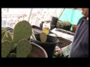 Kaktüs Succulents Büyümeye Nasıl: Toprakta Büyüyen Kaktüs Succulents İçin Dikim Resim 4