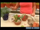 Kaktüs Ve Etli Bitki Yetiştirmeyi: Nasıl Üst Kaktüs Bitkileri Büyümeye Resim 4