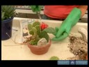 Kaktüs Ve Etli Bitkiler Büyümek Nasıl : Yayılma İçin Kaktüs Kesmek İçin Nasıl  Resim 4